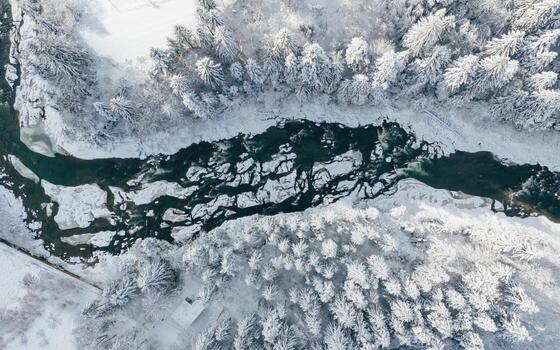 parte superior aéreo ver de río y arboles ese cubierto en nieve en el cárpato montañas. majestuoso paisaje, antecedentes foto