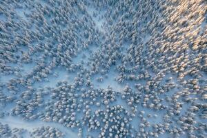 Sun beam. .Top aerial view of trees covered in snow in the Carpathian mountains. Majestic background photo