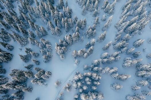 muchos, de el arboles cubierto en nieve. parte superior aéreo ver de bosque en el cárpato montañas. majestuoso antecedentes foto