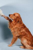 Golden retriever dog is sitting in the studio against background and giving his paw to the woman's hand photo