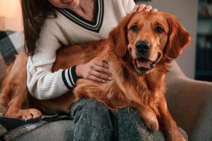 On the sofa together. Cute golden retriever is in domestic room with his owner, beautiful young woman photo
