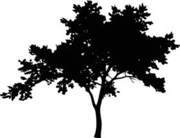 Tree Silhouette Isolated on White Background, Deciduous Tree Foliage vector