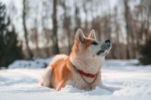 On the ,snow. Akita inu dog is outdoors in the park at winter time photo