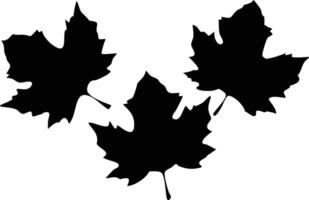 Three Maple Leaf Silhouette Isolated on White Background Leaves Nature Autumn vector