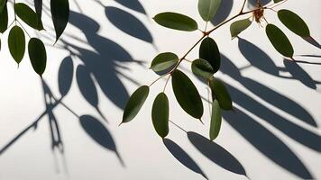 Eucalyptus Branch Shadow on White Background design photo
