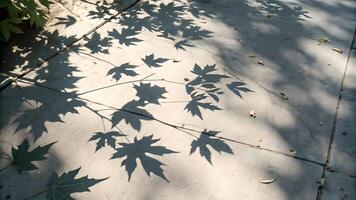 Leaf Shadows on Concrete, Highlighting Natures Beauty in Urban Spaces, Sunlight Filtering Through Trees, Contrast Between Natural and Man Made Elements, Environmental Harmony, Sustainable City photo