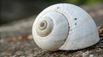 Close Up of Nautilus Shell, Revealing Intricate Spiral Chambers, Natural Fibonacci Pattern, Marine Life Beauty, Oceanic Wonder, Fossilized Structure, Scientific Study, Evolutionary Design, Sea photo