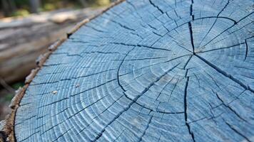 Close Up of Tree Stump Rings, Highlighting Growth Patterns and Age, Natural Wood Texture, Environmental Impact, Forest Management, Conservation Efforts, Sustainable Forestry Practices, Climate Change photo