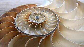 Intricate cross section of a nautilus shell displaying its beautiful, symmetrical chambers and pearl like interior, showcasing the Fibonacci sequence in nature. photo