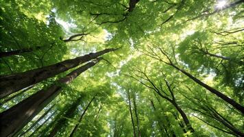 Looking up at a lush, verdant forest canopy with sunlight filtering through the leaves, creating a serene and vibrant natural scene. photo