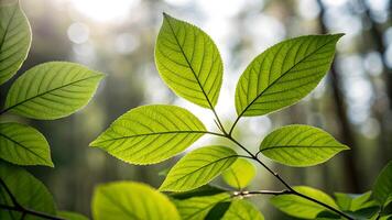Vibrant green leaves illuminated by sunlight, showcasing intricate vein patterns and a soft focus background of a serene forest. photo