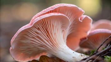 Mushroom with delicate pink gills in forest setting for nature enthusiasts and photographers exploring the beauty of fungi in their natural habitat mushroom photo