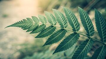 A close up of a vibrant green fern leaf with intricate details, set against a soft, blurred natural background, capturing the essence of serene forest foliage. photo