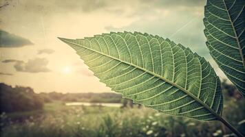 Close up of vibrant green leaves with intricate vein patterns set against a serene, sunlit landscape with soft focus fields and distant trees under a gentle sky. photo
