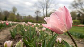 A delicate pink tulip in full bloom stands out against a backdrop of a garden filled with rows of budding tulips, under a soft, cloudy sky. photo