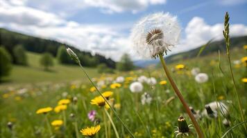 Aerial View of Dandelion in Meadow, Highlighting Impact of Pollination on Ecosystem, Landscape with Wildflowers and Green Fields, Biodiversity Conservation, Climate Change Effects, Sustainable photo