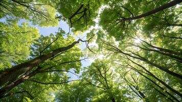 Looking up at a vibrant canopy of lush green trees with sunlight filtering through, casting dappled shadows and highlighting the intricate network of branches against a clear blue sky. photo