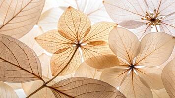 Delicate, translucent leaves in soft pastel hues with intricate vein patterns, creating a serene and elegant botanical composition. photo
