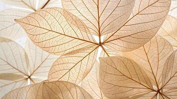 Delicate, translucent pale pink hydrangea leaves with intricate vein patterns, softly lit, creating a serene and ethereal botanical close up. photo