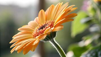 Vibrant orange gerbera daisy in full bloom, showcasing its intricate petals and vivid center against a soft focus background of a sunny indoor setting. photo