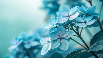 Delicate blue hydrangea flowers in full bloom, showcasing intricate petals and a soft, dreamy background. photo