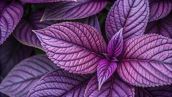 Vibrant purple leaves with intricate vein patterns, showcasing a rich, deep color and detailed texture in a lush, natural setting. photo