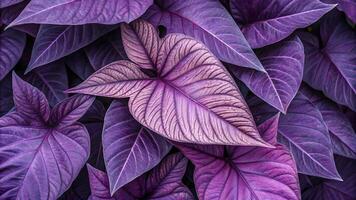 Vibrant purple leaves with intricate veining patterns create a lush, textured botanical background perfect for design projects needing a touch of natures beauty. photo