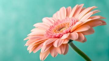 A vibrant pink Gerbera daisy in full bloom with delicate petals and a yellow center against a soft turquoise background. photo