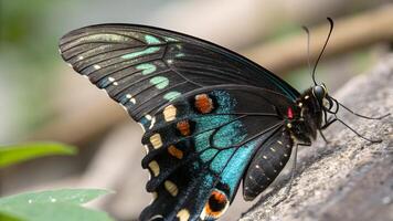 A stunning close up of a vibrant butterfly with iridescent blue and black wings adorned with orange spots, perched delicately on a textured surface amidst a soft focus natural backdrop. photo