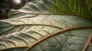 Intricate veining on a large, vibrant green leaf with detailed texture and natural patterns, illuminated by soft light. photo