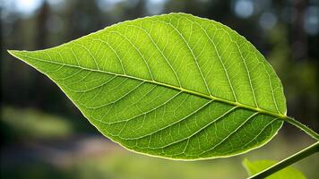 Green leaf detailed texture in forest for nature enthusiasts and designers. Close-up of vibrant foliage with intricate veins, perfect for botanical studies or creative projects. nature photo