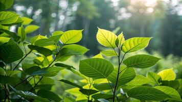 Sunlit green leaves in serene forest setting for nature enthusiasts and photographers forest photo