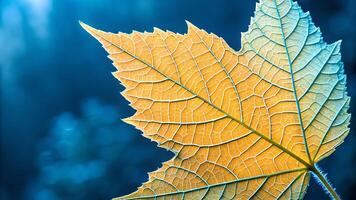 Maple Leaf Detailed Texture Against Blue Background for Nature Enthusiasts and Designers Seeking High-Quality Botanical Imagery for Creative Projects and Environmental Awareness Campaigns background photo