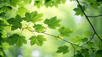 Green leaves glowing in sunlight forest scene for nature lovers and photographers nature photo
