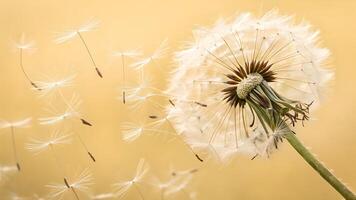 Dandelion seeds delicately floating in soft sunlight, perfect for nature enthusiasts and photographers seeking serene floral imagery nature dandelion photo