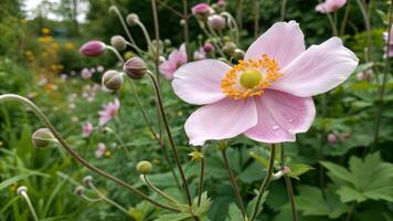 Delicate Pink Anemone Flower in Vibrant Garden Setting for Nature Lovers and Floral Designers Seeking High-Quality Botanical Imagery pink photo