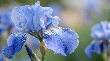 Blue iris flower in full bloom captured in a serene garden setting for nature enthusiasts and floral photographers. blossom photo