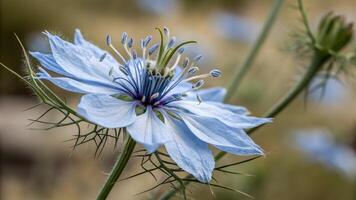 Delicate Blue Nigella Flower in Bloom for Nature Lovers and Gardeners Seeking Botanical Beauty in High-Resolution Photography flower photo