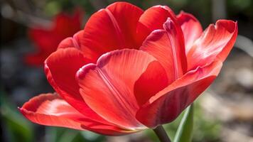 Vibrant Red Tulip in Full Bloom Captured in Stunning Close-Up for Nature Enthusiasts and Floral Designers Seeking High-Quality Botanical Photography photo