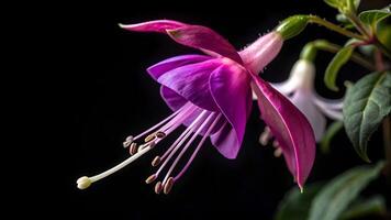 Vibrant purple fuchsia flower in stunning close-up detail for nature enthusiasts and photographers seeking high-quality floral images fuchsia photo