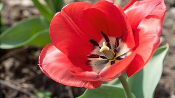 Vibrant Red Tulip Close-Up in Garden for Nature Lovers and Floral Designers Discovering the Beauty of Spring Flowers spring photo