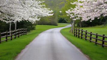 charming country road lined with blooming cherry trees and lush greenery photo