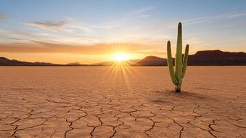 desert ecosystem at sunrise featuring resilient cactus photo