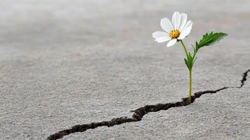 single flower blooming through crack in concrete symbolizes resilience and hope photo