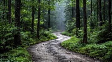 mist covered forest path surrounded by lush greenery evokes tranquility photo