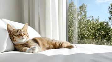 cat lounging on cozy windowsill, basking in soft sunlight photo