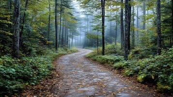 foggy forest path at dawn, surrounded by thick mist and lush greenery photo