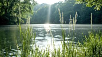 tranquil lakeside scene with tall grass swaying gently in breeze photo