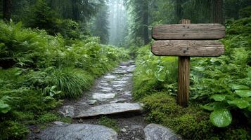 misty forest path with wooden signpost guiding way photo