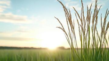 Gentle rice stalks sway in breeze under bright sky at sunset photo